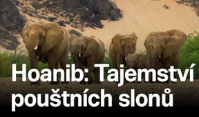 Hoanib: Tajemství pouštních slonů